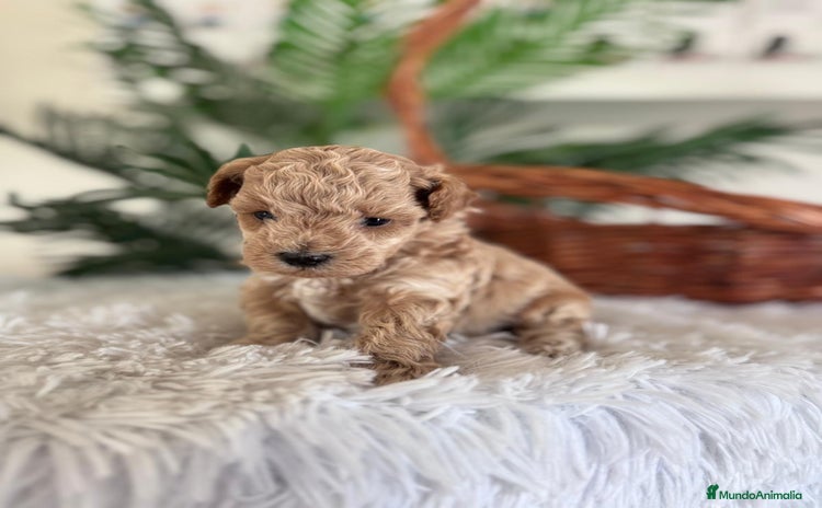 Caniche Toy perros - Anuncio 1