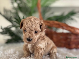 Caniche Toy perros - Anuncio 1