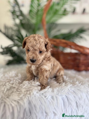 Caniche Toy perros - Anuncio 1