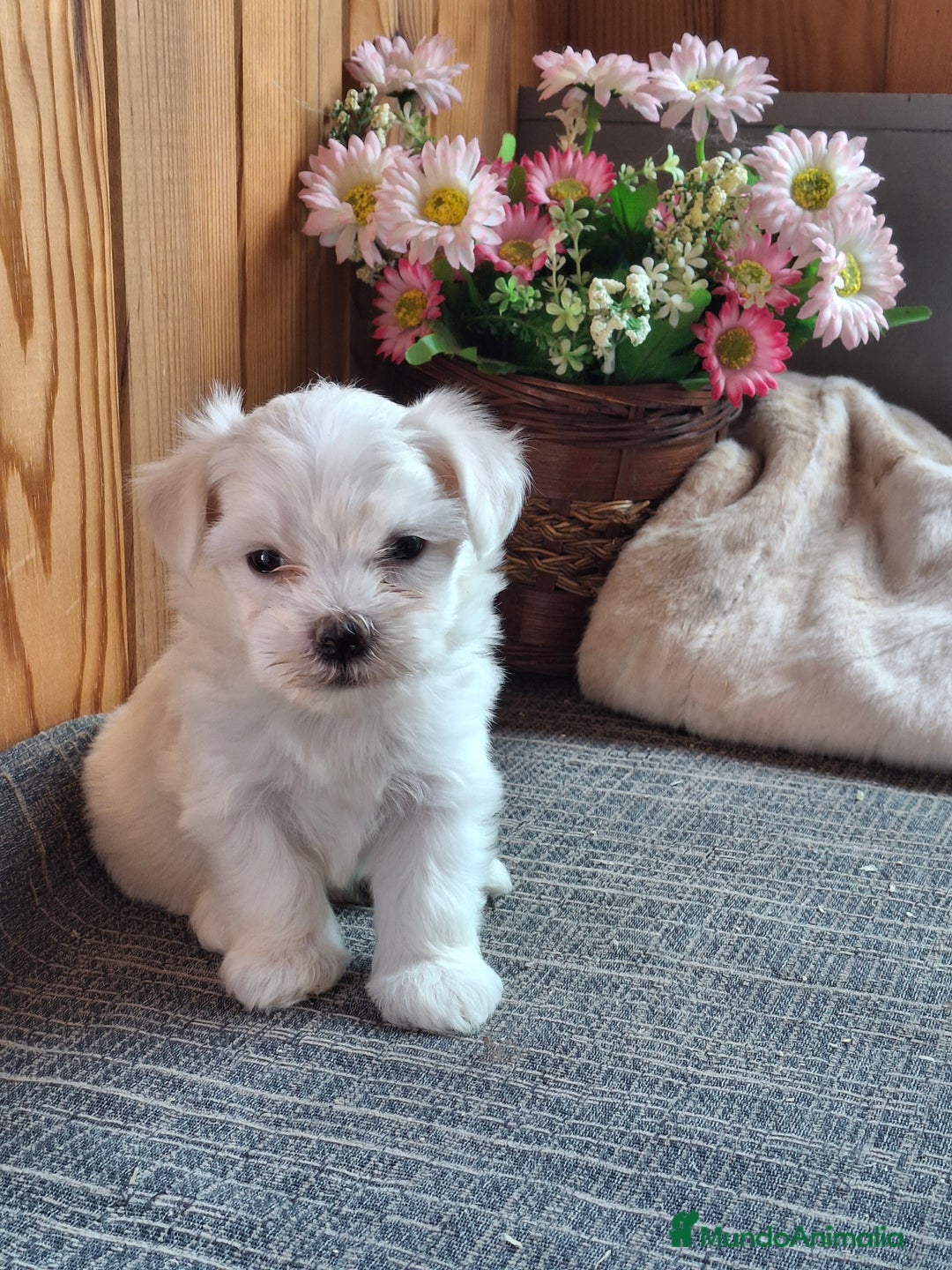 Bichón Maltés perros en venta: 🐾 BICHÓN MALTÉS - LÍNEA AMERICANA 🐾 - Imagen 1
