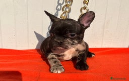 Bulldog Francés perros en venta: entra en nuestra web milcachorros.es - Imagen 3