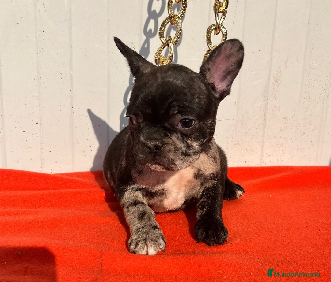Bulldog Francés perros en venta: entra en nuestra web milcachorros.es - Imagen 3
