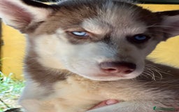 Husky Siberiano perros en venta: Husky rojo - Imagen 8