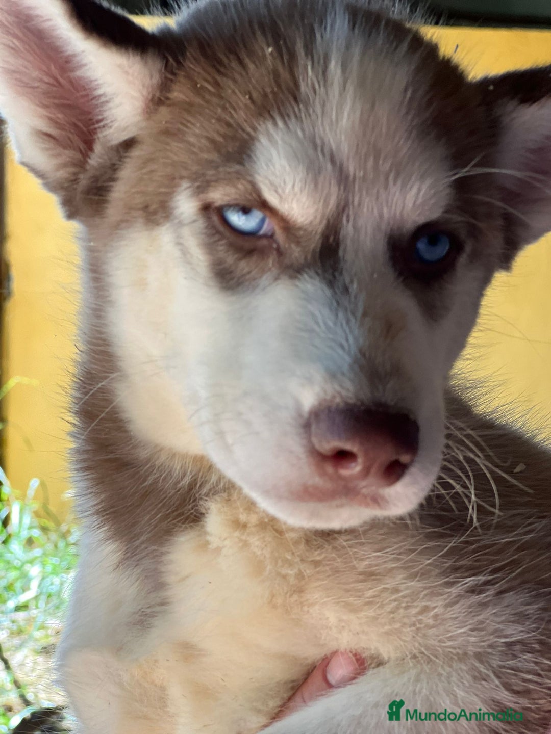 Husky Siberiano perros en venta: Husky rojo - Imagen 8