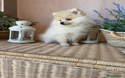 Pomerania perros en venta: Pomerania Macho con todas las vacunas!! - Anuncio 6