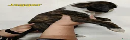 Boxer perros en venta: Camada " J " del Pimpanón  - Anuncio 13