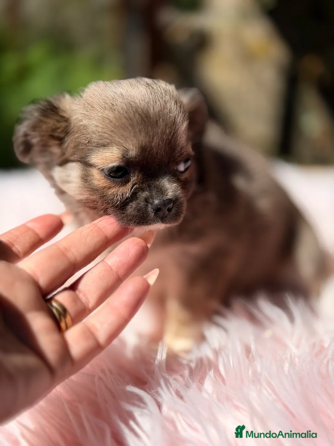 Chihuahua perros en venta: Chihuahua leonada  - Anuncio 2