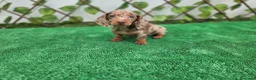 Teckel Miniatura perros en venta: TECKEL MINIATURA & KANNINCHEN  - Anuncio 4