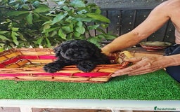 Caniche Toy perros en venta: Caniche - Imagen 12