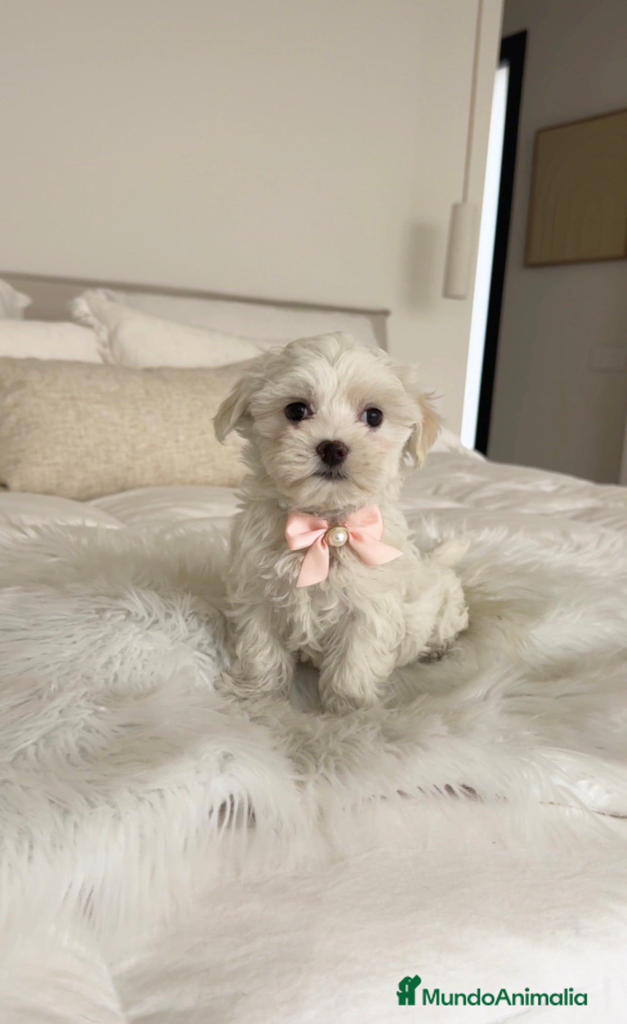 Bichón Maltés perros Bichón maltés hembra - Anuncio 1