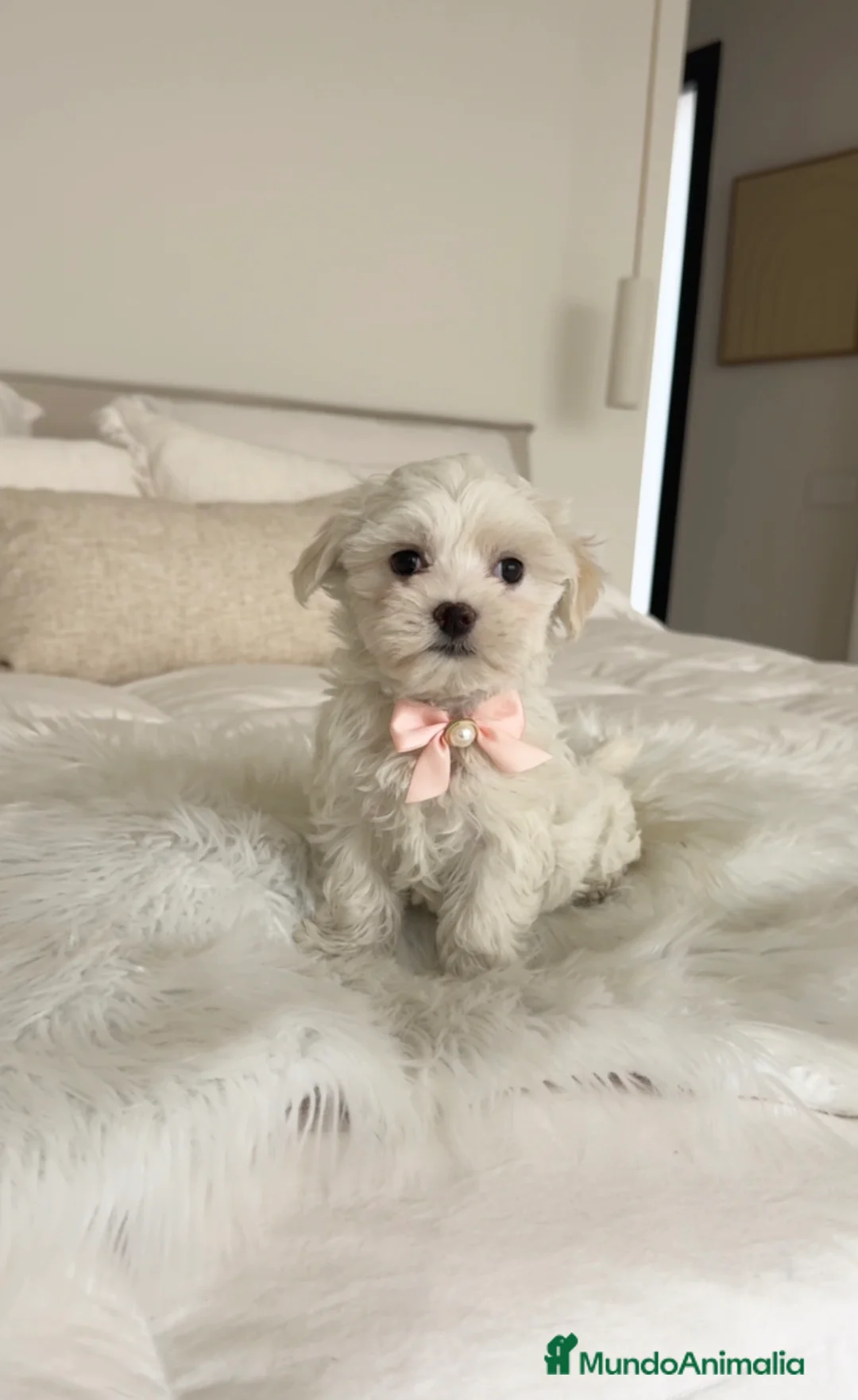 Bichón Maltés perros en venta: Bichón maltés hembra - Anuncio 1