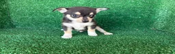 Chihuahua perros en venta: chihuahua - Anuncio 9
