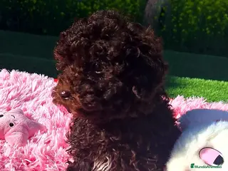 Caniche Enano perros Cachorros Caniche - Anuncio 1