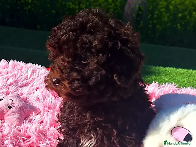 Caniche Enano perros Cachorros Caniche - Anuncio 1