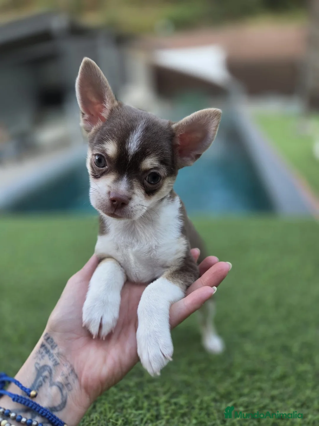 Chihuahua perros en venta: Chihuahua toy  - Anuncio 2