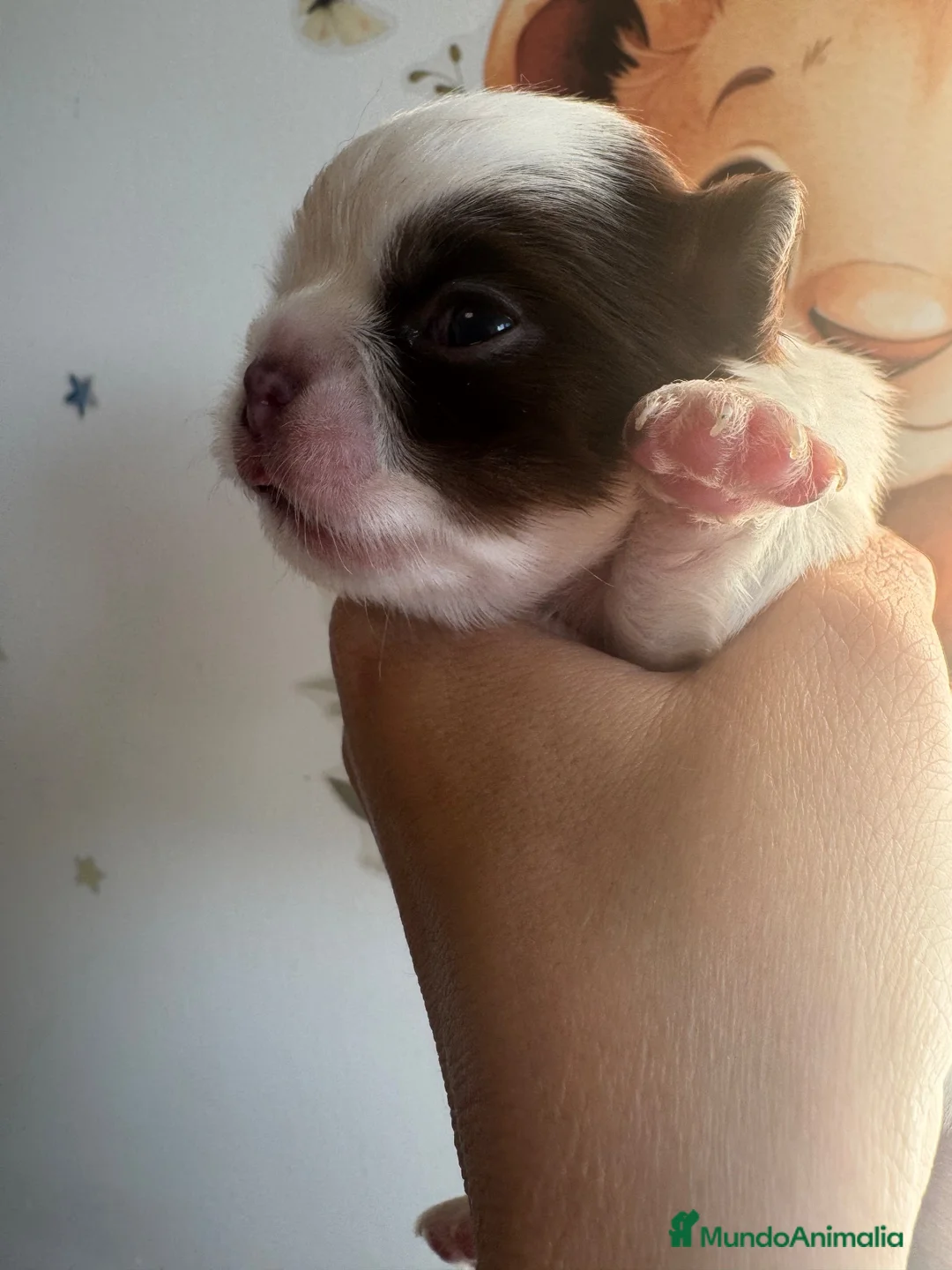 Chihuahua perros en venta: Chihuahuas línea rusa - Anuncio 3
