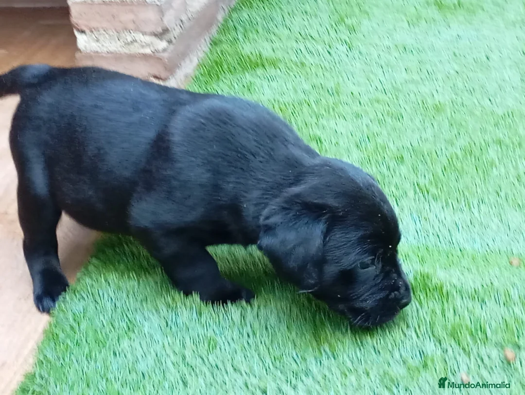 Labrador Retriever perros en venta: Camada de labradores  en Toledo - Anuncio 2