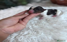 Yorkshire Terrier perros en venta: YORKSHIRE BIEWER HEMBRA - Imagen 2