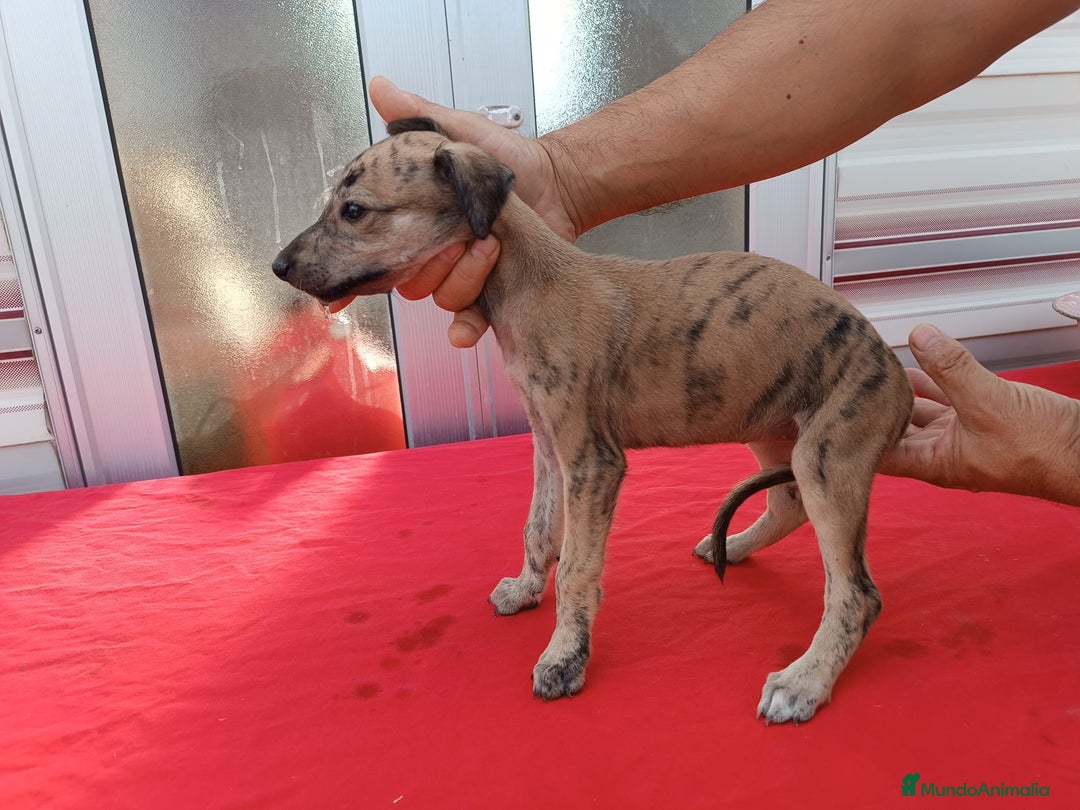 Galgo Español perros en venta: camada de galgo español  - Imagen 7