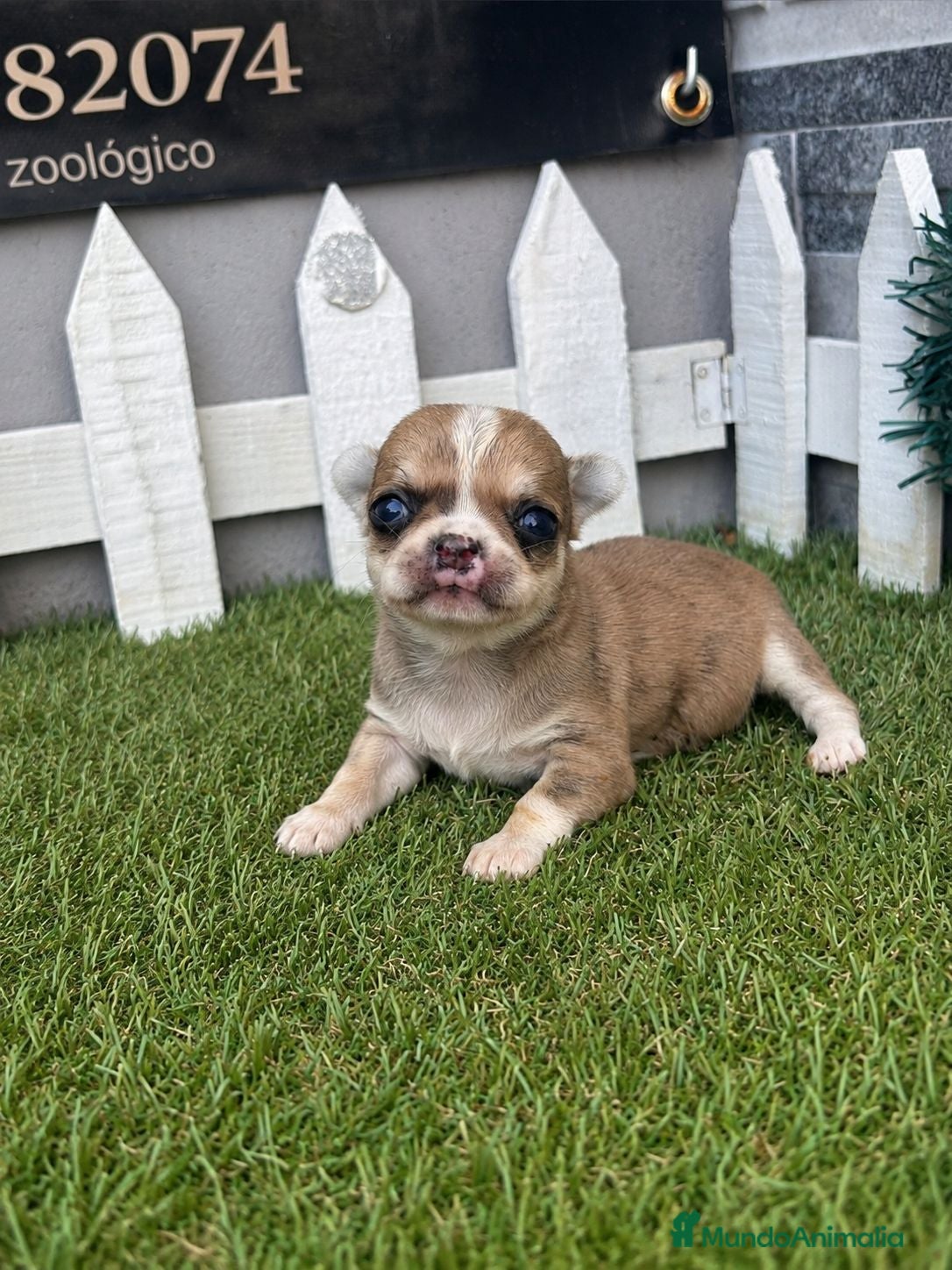 Chihuahua perros CHIHUAHUA  - Anuncio 1
