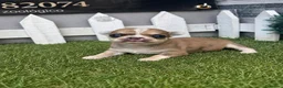 Chihuahua perros en venta: CHIHUAHUA  - Anuncio 1