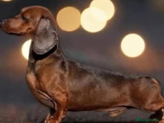 Teckel Miniatura perros - Anuncio 4