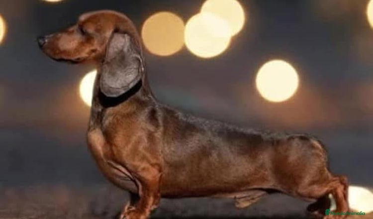 Teckel Miniatura perros - Anuncio 2