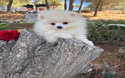 Pomerania perros en venta: Pomerania Hambra disponible  - Imagen 2