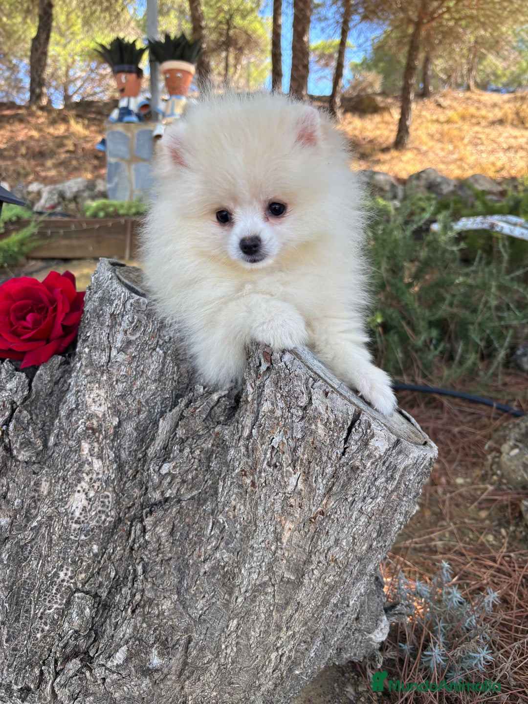 Pomerania perros en venta: Pomerania Hambra disponible  - Imagen 2