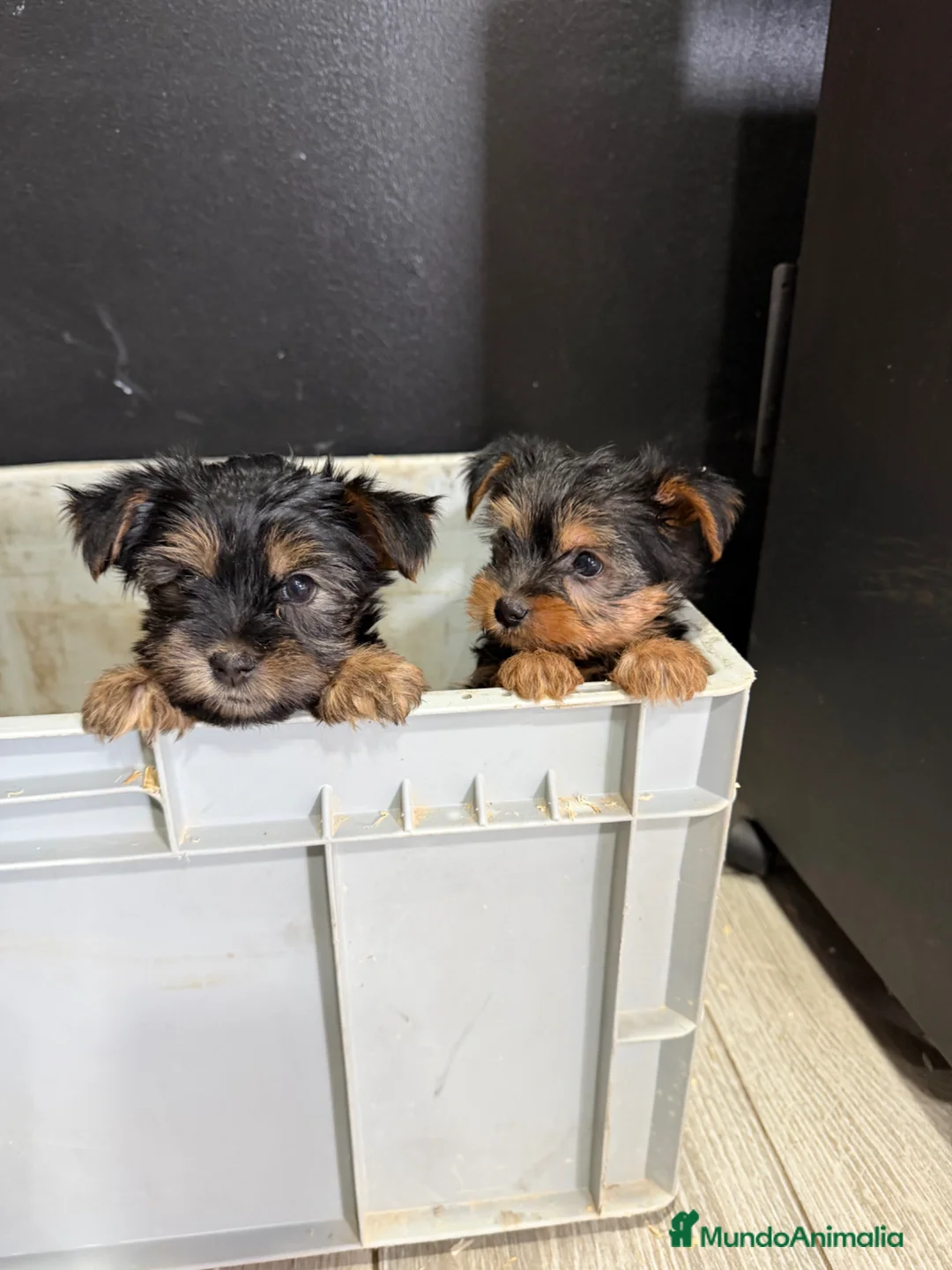 Yorkshire Terrier perros en venta: Yorkshire Toy  - Anuncio 2