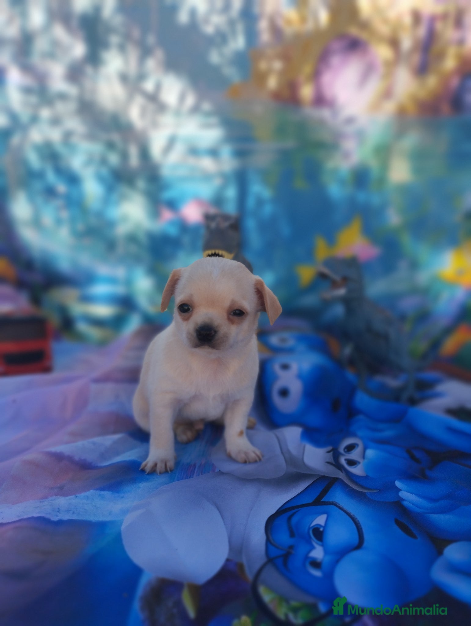 Chihuahua perros Chihuahuas Toy Cabeza de manzana - Anuncio 2