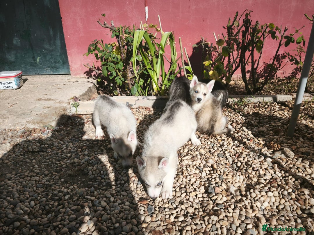Husky Siberiano perros en venta: Disponibles cachorros de Husky Siberiano - Imagen 4
