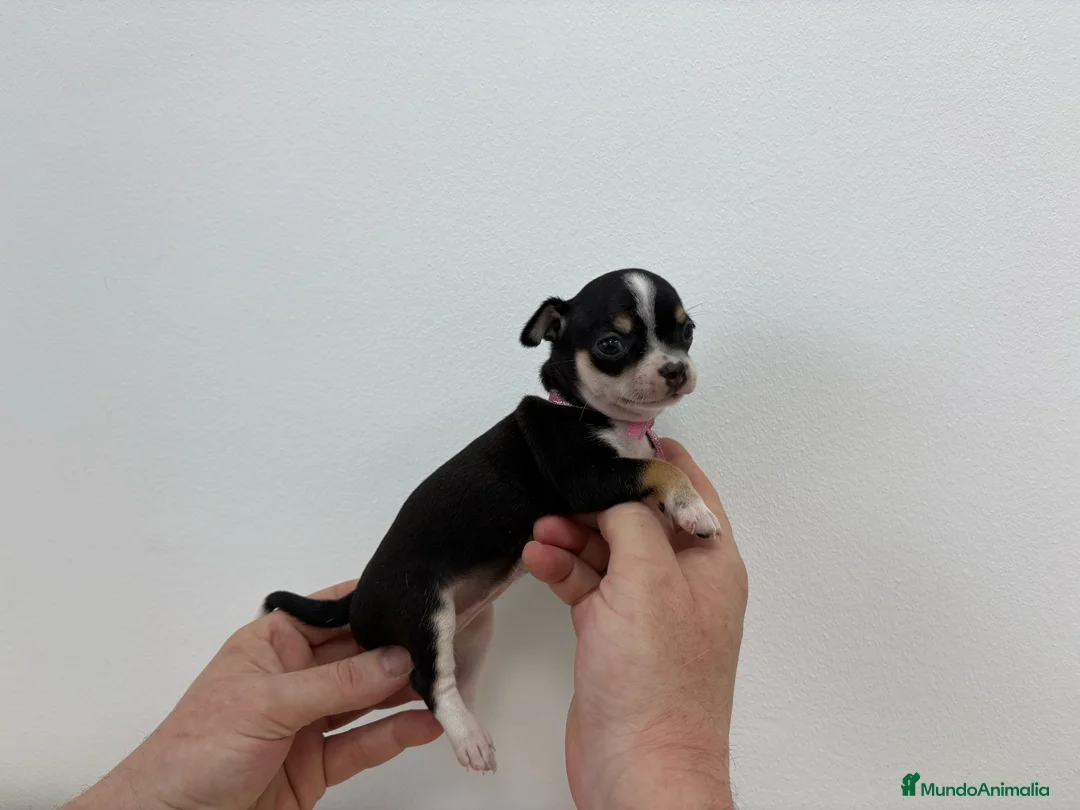 Chihuahua perros en venta: Chihuahua toy.chocolate,perla y tricolor  en Alicante - Anuncio 2