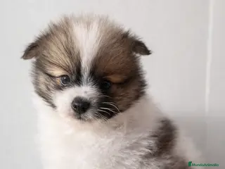 Pomerania perros Pomerania toy tricolor - Anuncio 1