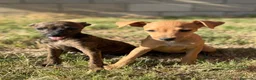 Whippet perros en venta: Whippet hembras de calidad  - Anuncio 7