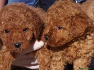 Caniche Toy perros en Madrid - Anuncio 39