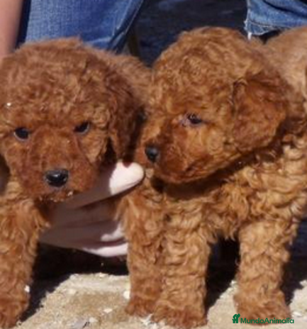 Caniche Toy perros en Madrid - Anuncio 11