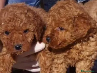 Caniche Toy perros Caniche en Madrid - Anuncio 25