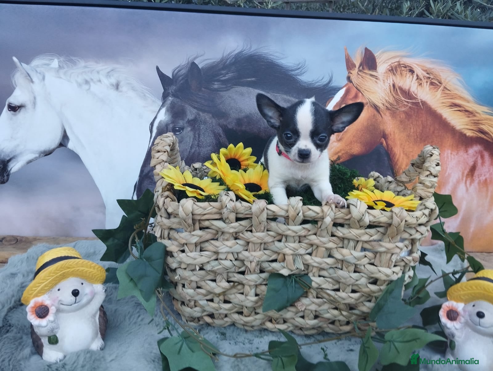 Chihuahua perros CHIHUAHUAS TOYS  - Anuncio 1