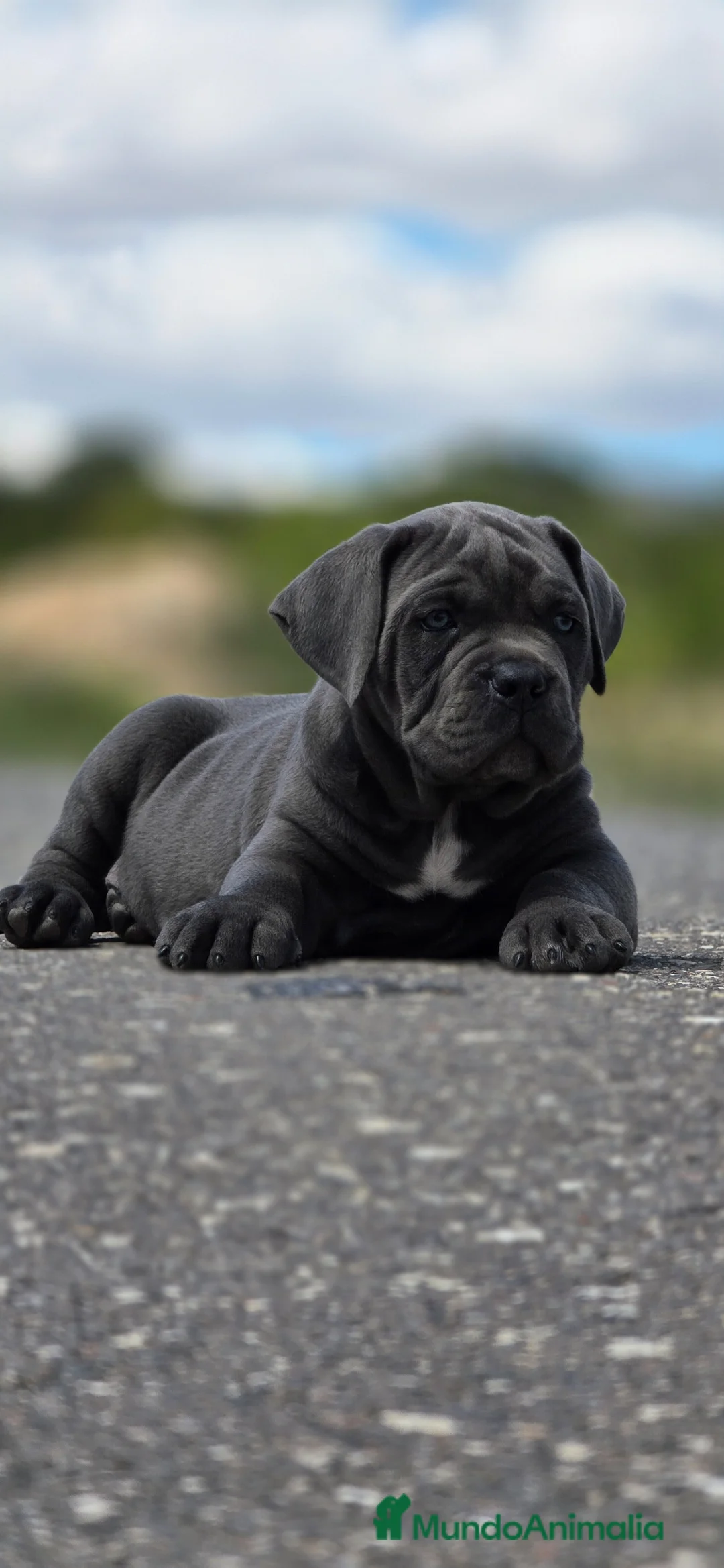 Cane Corso perros en venta: Cachorros de cane corso - Anuncio 2