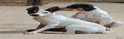 Ratonero Bodeguero Andaluz perros en venta: Ratonero Bodeguero Andaluz - Anuncio 2