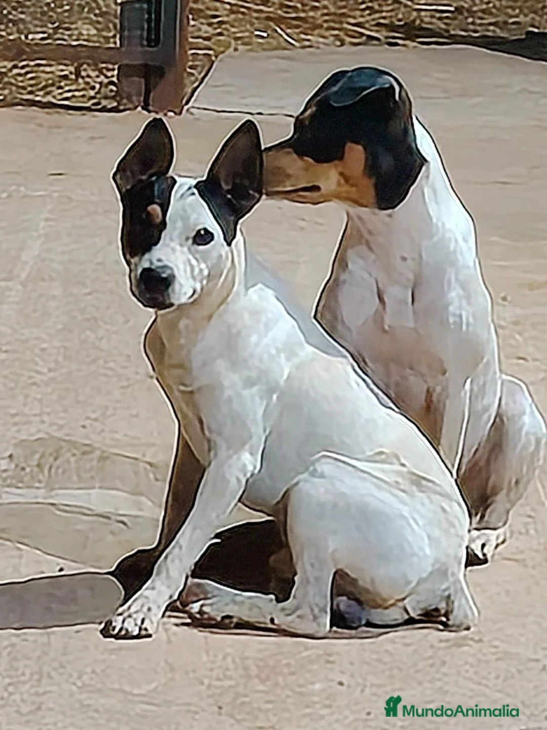 Ratonero Bodeguero Andaluz perros en venta: Ratonero Bodeguero Andaluz - Anuncio 2