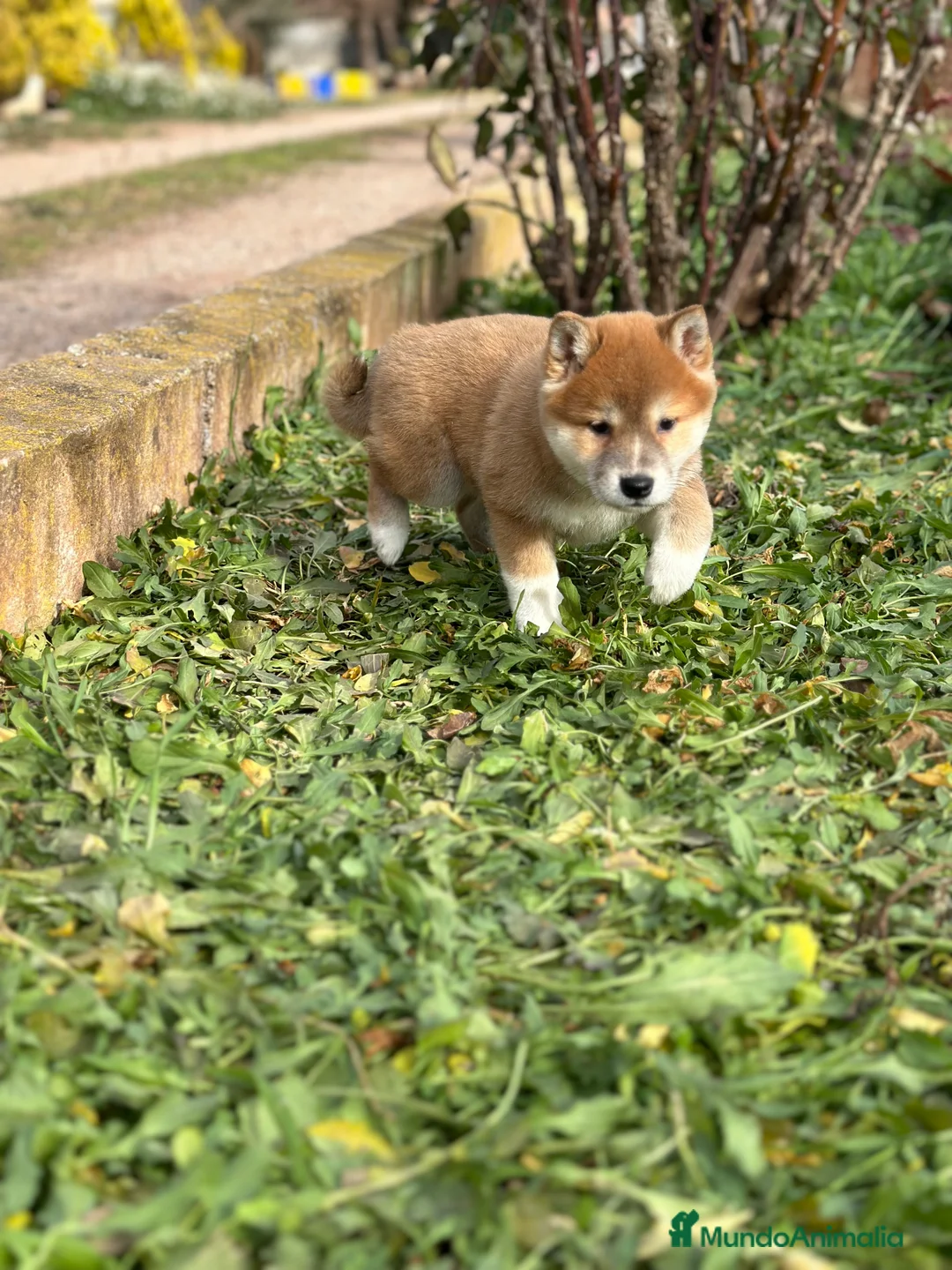 Shiba Inu perros en venta: ÚLTIMA SHIBA INU HEMBRA DISPONIBLE! en Barcelona - Anuncio 8