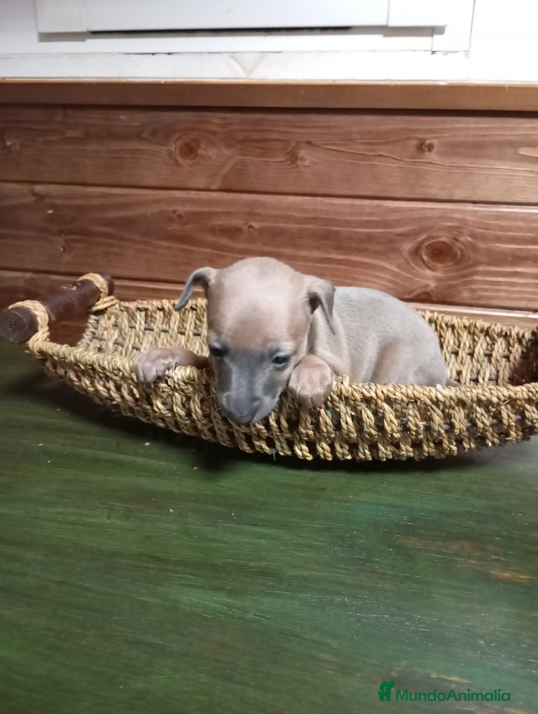 Pequeño Lebrel Italiano perros en venta: Galgo italiano - Anuncio 2
