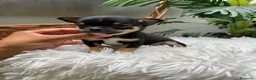 Chihuahua perros en venta: CHIHUAHUA 💙 - Anuncio 6