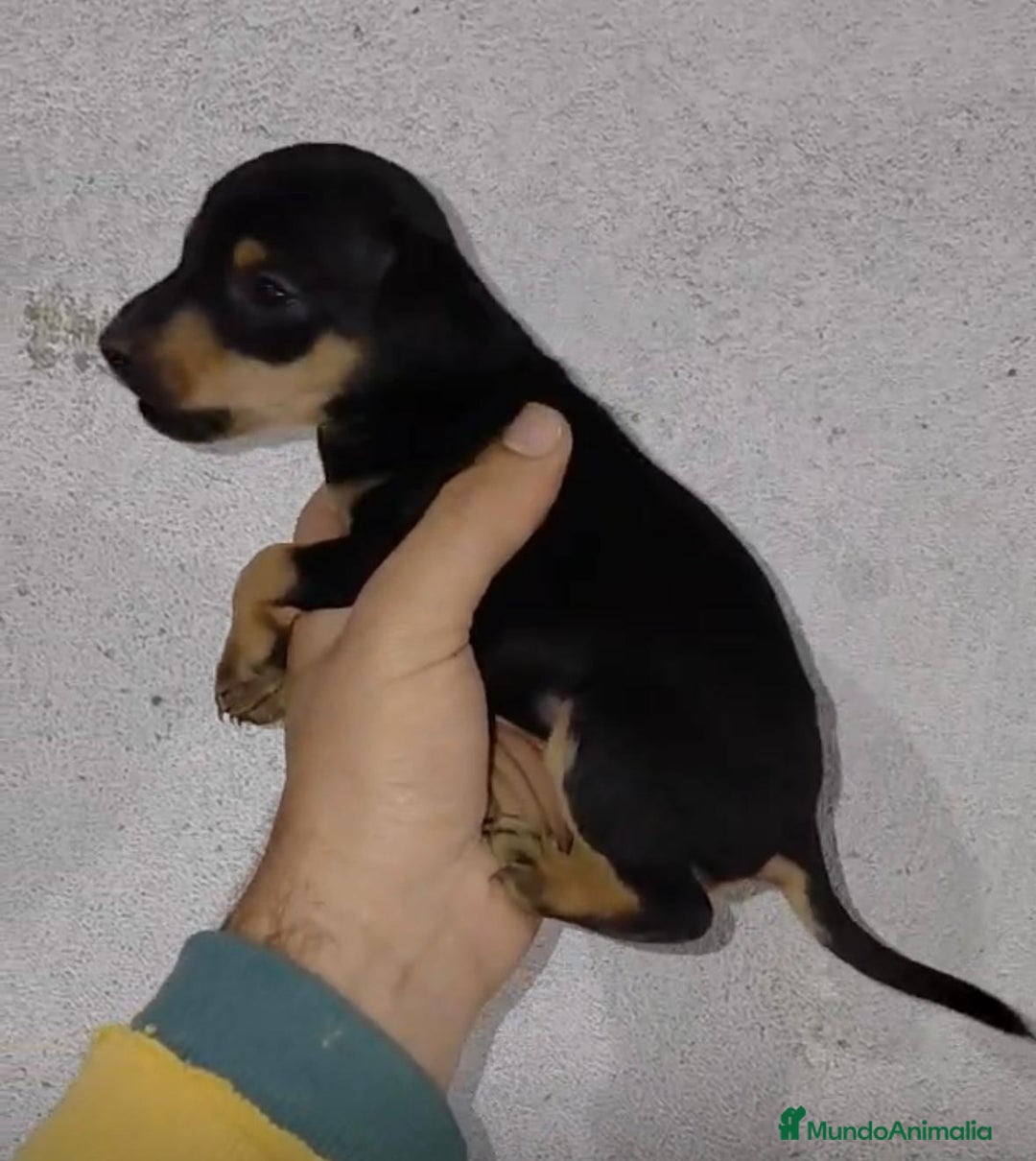 Pinscher Miniatura perros en venta: Pinscher miniatura negro fuego  - Anuncio 2