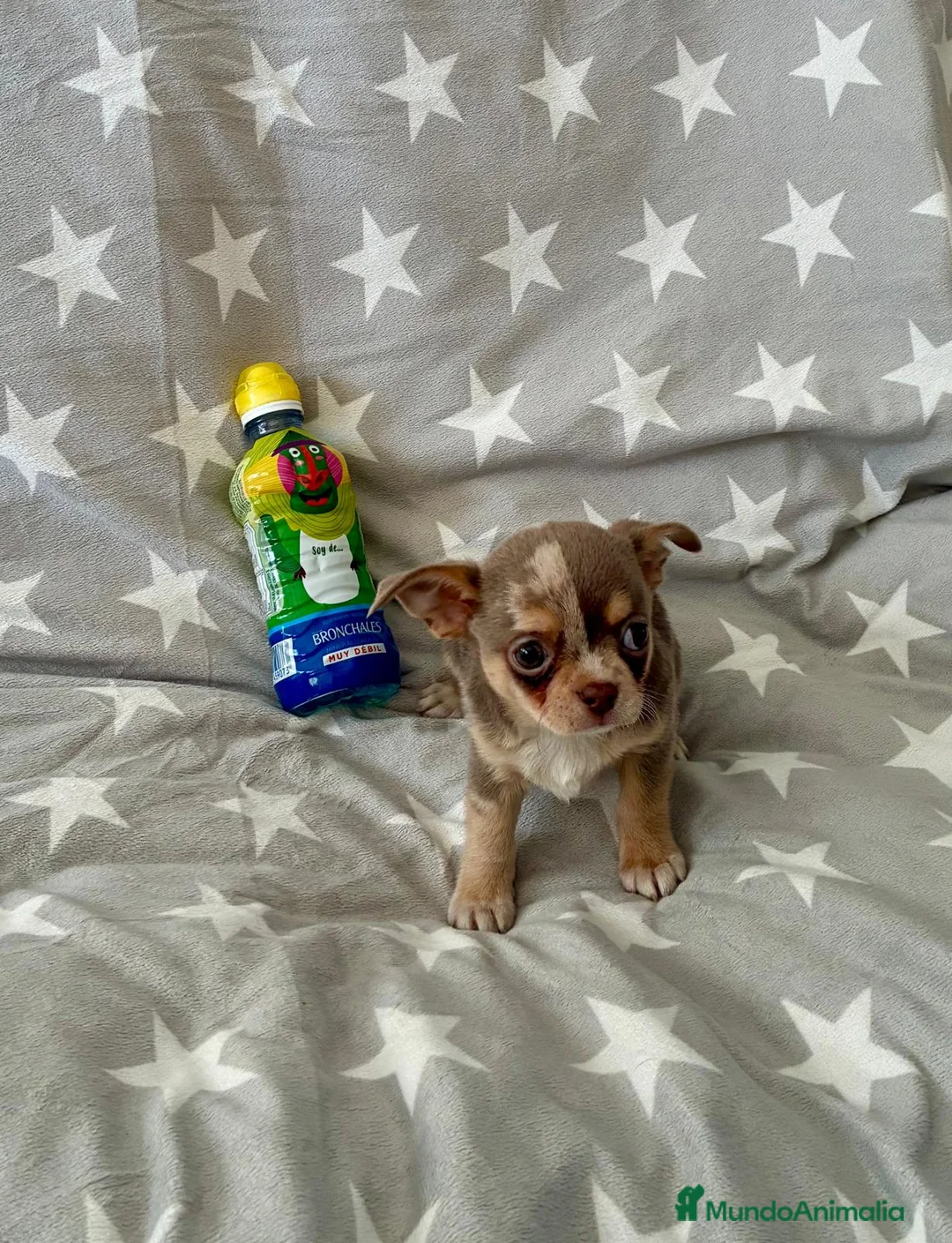 Chihuahua perros en venta: Chihuahua - Anuncio 1