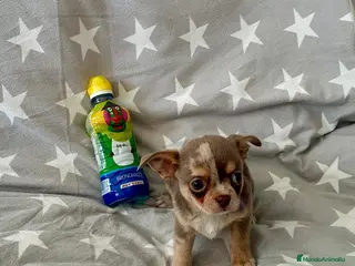 Chihuahua perros Chihuahua - Anuncio 1