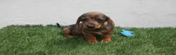 Teckel Miniatura perros en venta: Teckel Miniatura  - Anuncio 24