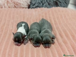 Chihuahua perros Chihuahuas toy - Anuncio 20